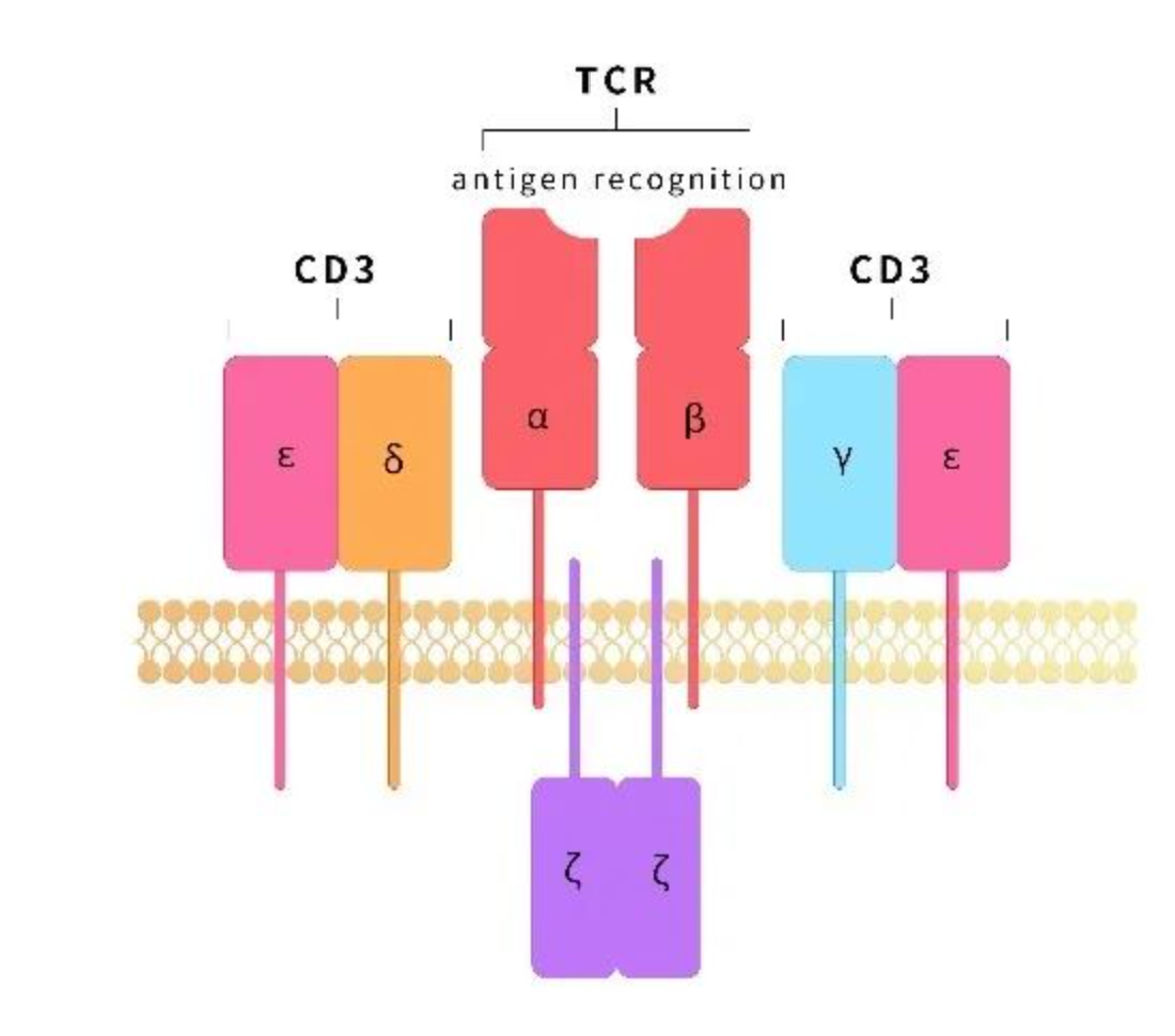 CD3E/CD3D异二聚体:TCR-CD3复合物的核心信号模块与双抗研发关键靶点