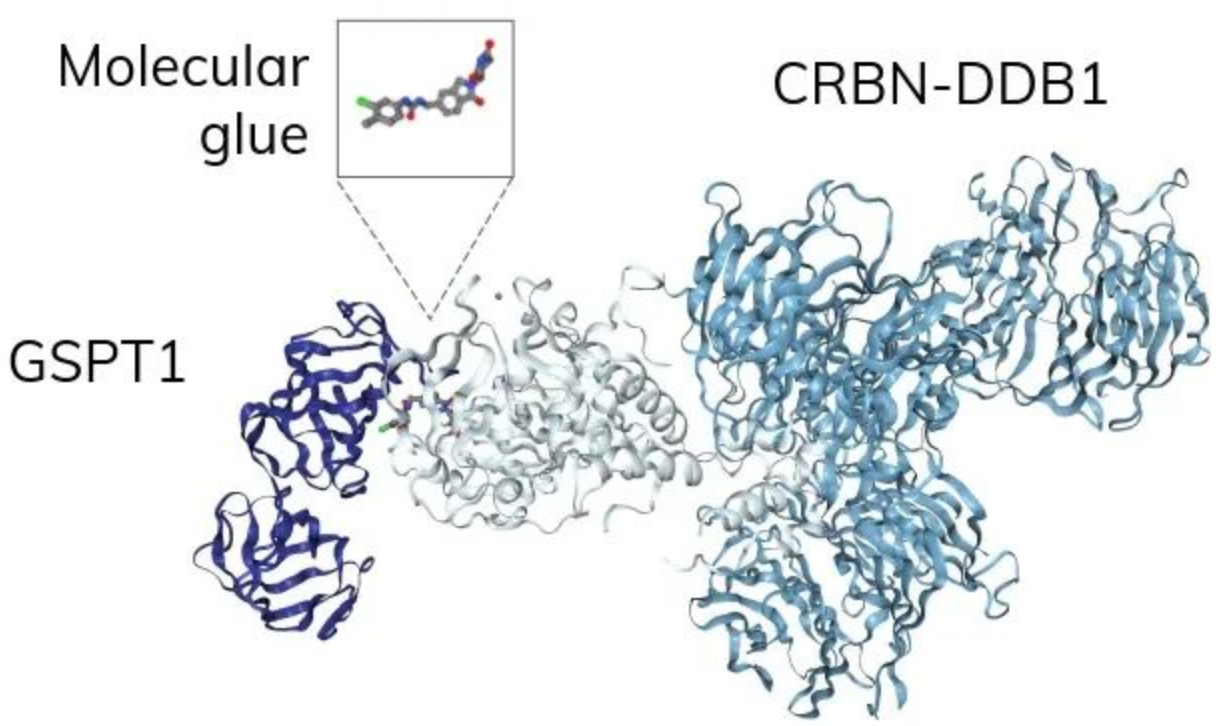 CRBN-DDB1复合物：E3泛素连接酶底物识别模块的结构基础与药物开发价值