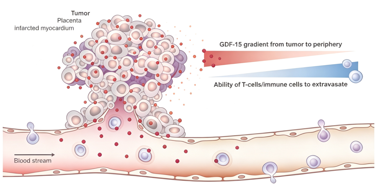 GDF-15：心血管疾病风险评估与预后判断的新型生物标志物