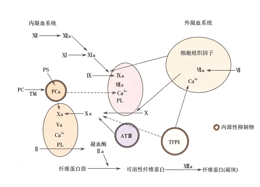 凝血因子XI缺乏症：一种罕见的遗传性出血性疾病