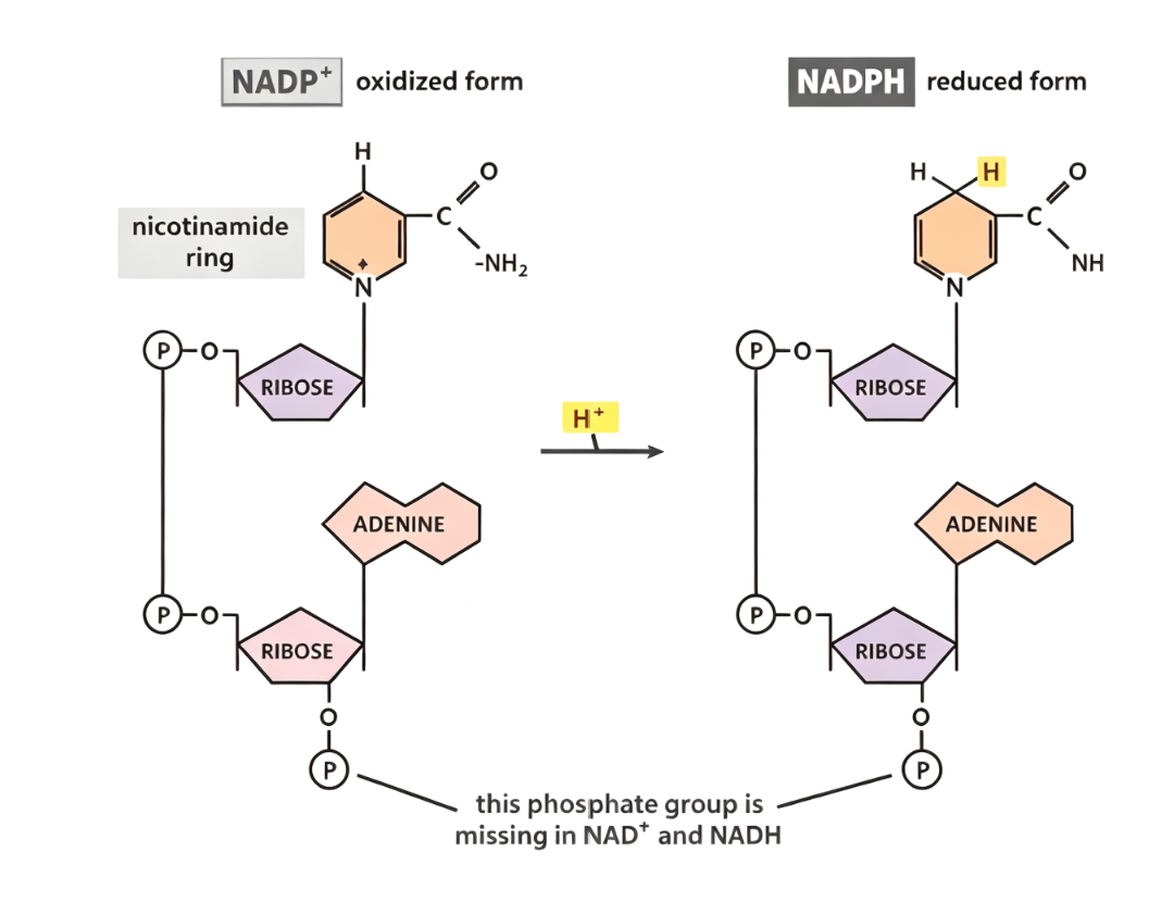 NADPH检测系统：评估细胞氧化还原状态的核心技术平台