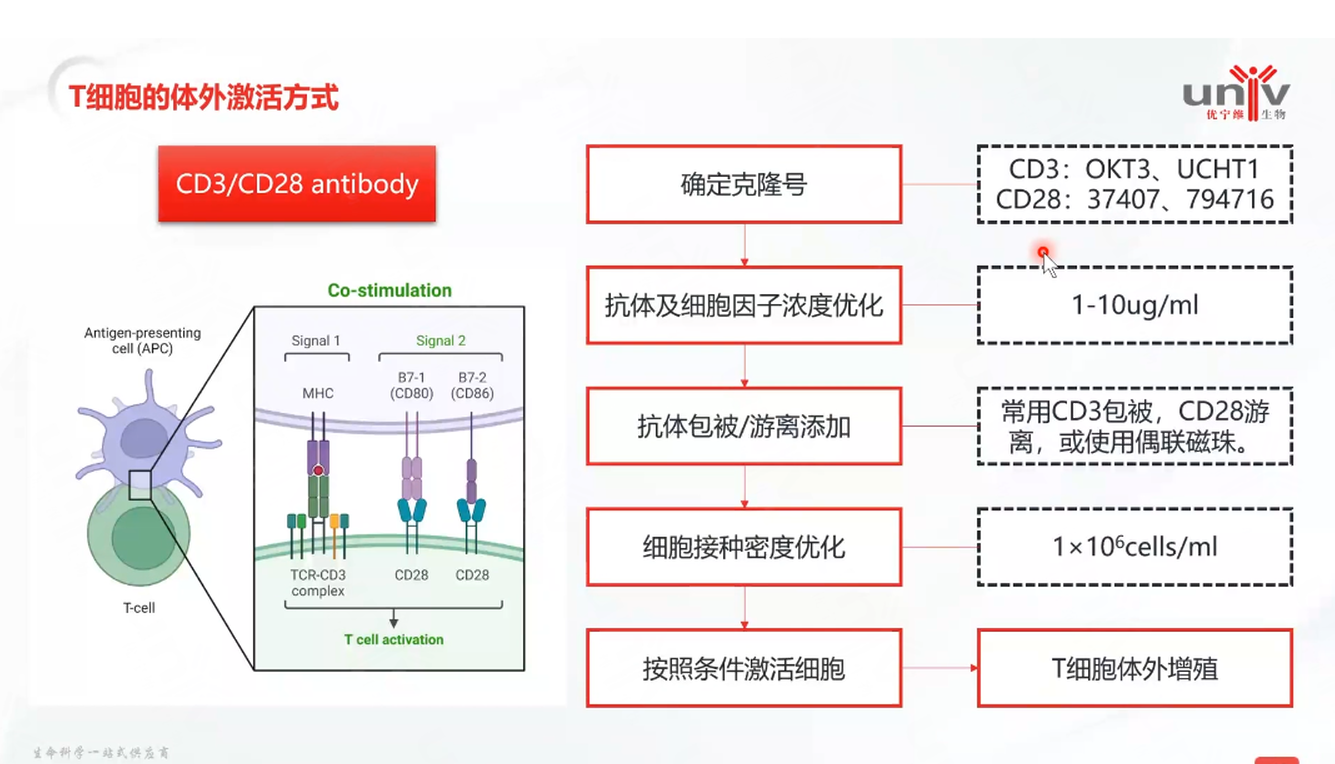T 细胞的体外激活方式