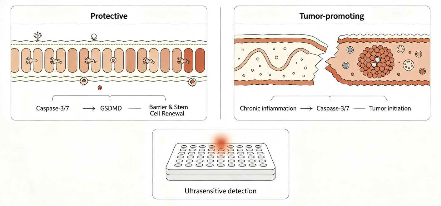 Caspase-3/7在肠道炎症与肿瘤中的双重功能及其高灵敏度检测应用