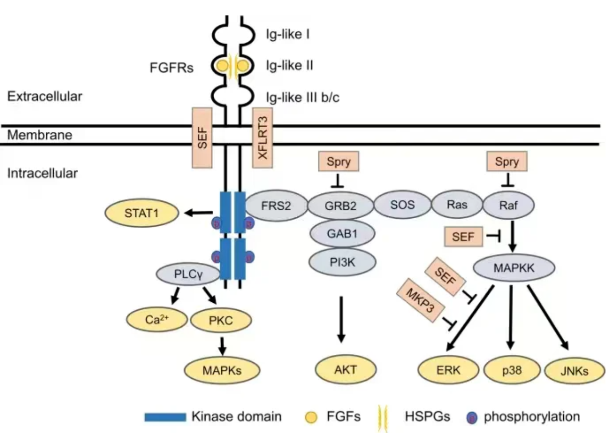FGF-9的分子特征、生物学功能与中枢神经系统作用