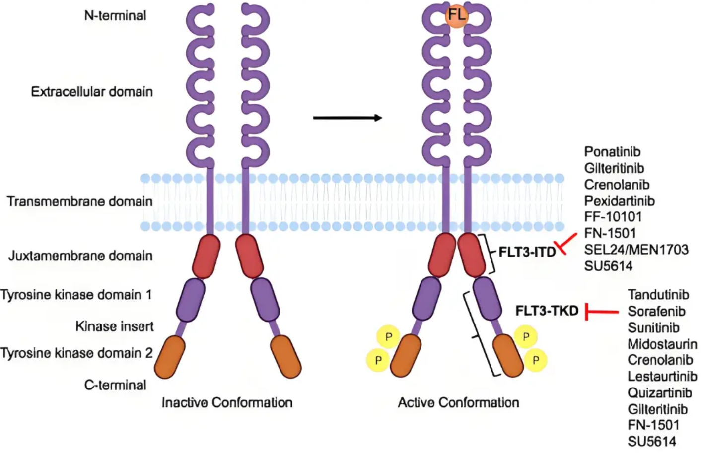 FLT3及其配体FLT3L：造血调控与白血病靶向治疗的关键分子