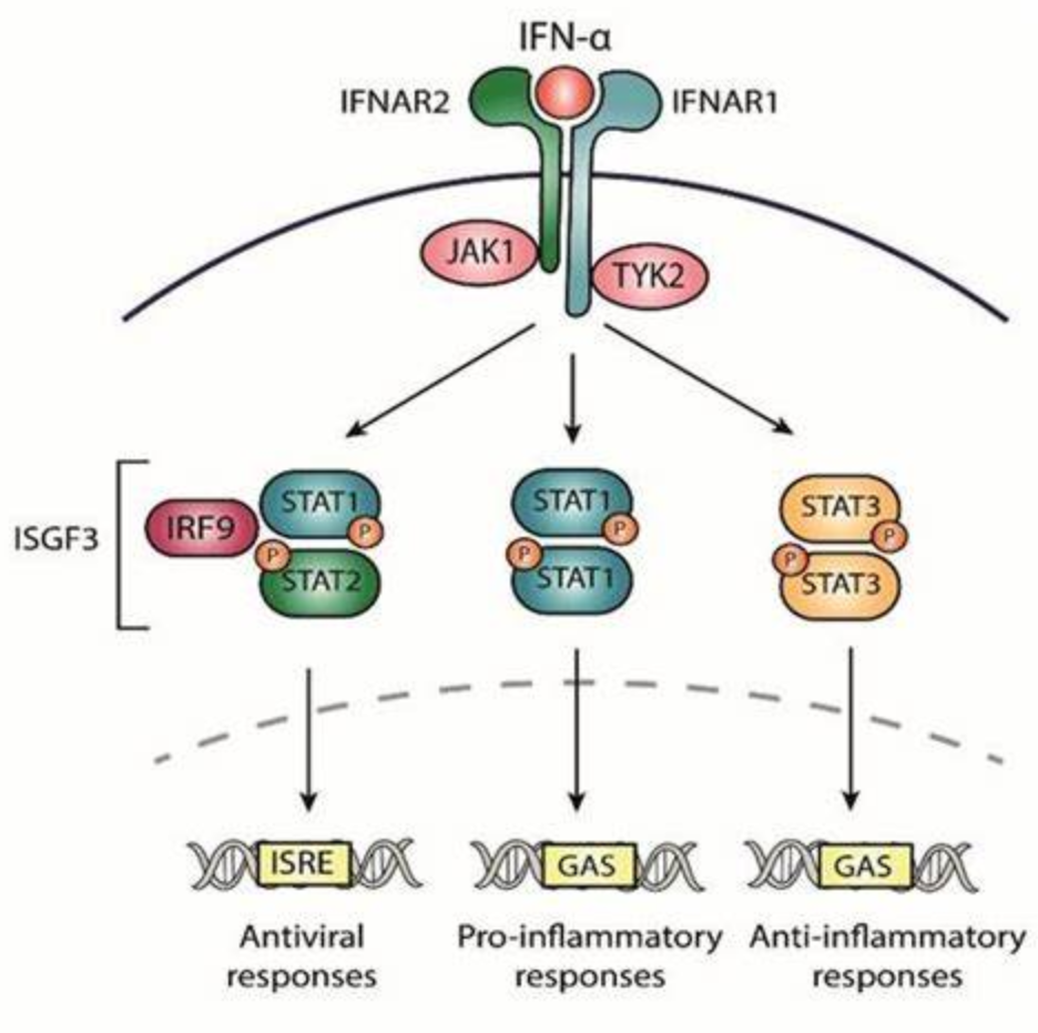 IFN-α4:抗HBV感染中兼具强效抗病毒与免疫调节的关键亚型