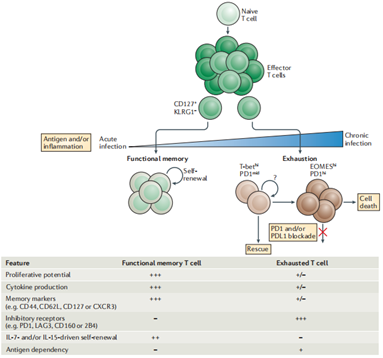 T细胞耗竭（T Cell Exhaustion）研究模型的建立