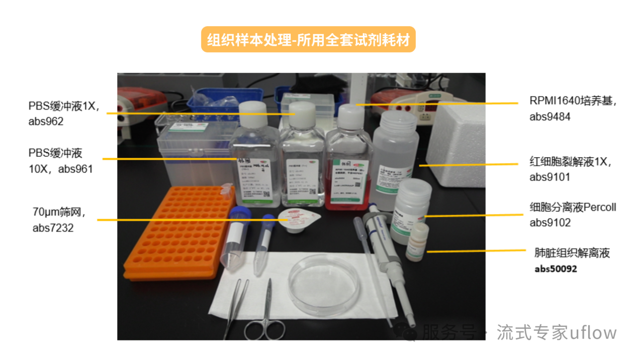 小鼠肺脏组织样本中的CD8 T细胞分选和鉴定