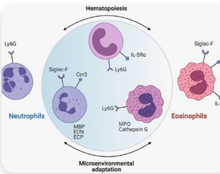 Depletion of neutrophils in Mouse小鼠体内中性粒细胞的清除