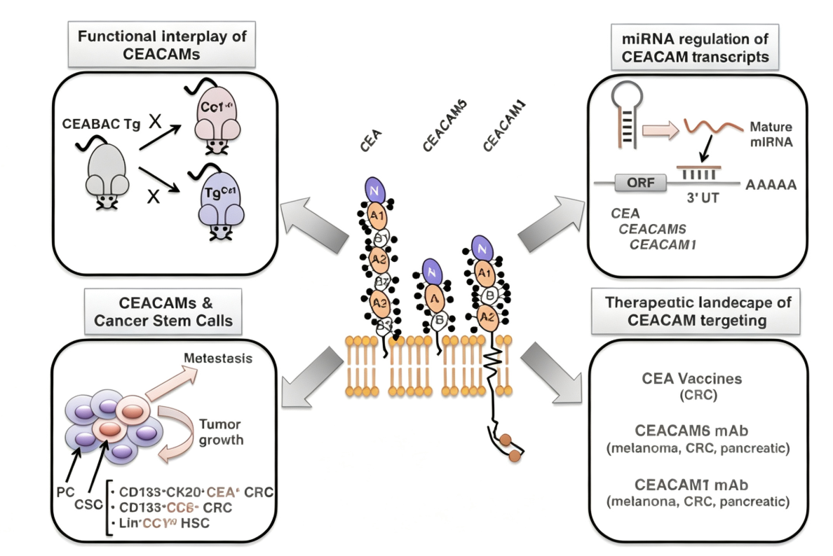 CEACAM5/CD66e：从正常组织极性表达到肿瘤靶向治疗的分子基础