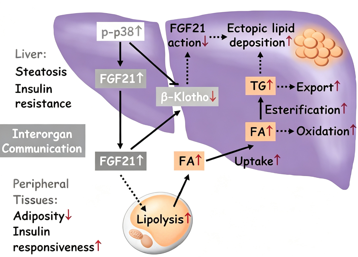 FGF-21:从能量代谢调节到多器官保护的多效性激素
