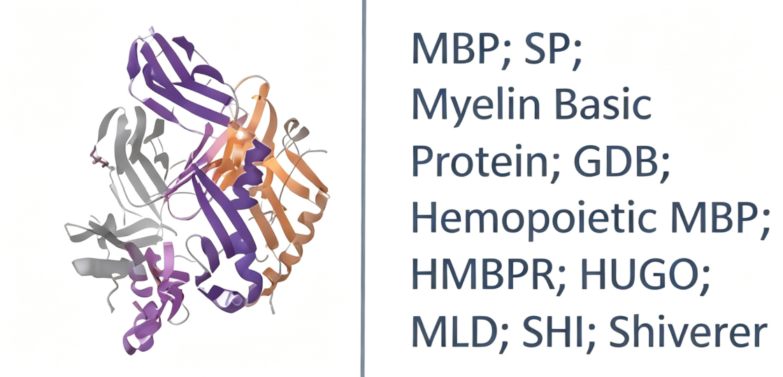 聚焦 MBP表位肽：中枢髓鞘损伤标志物与 EAE 模型研究工具解析