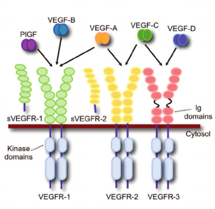 VEGF165:血管生成的核心调控因子与肿瘤广谱筛查的关键标志物