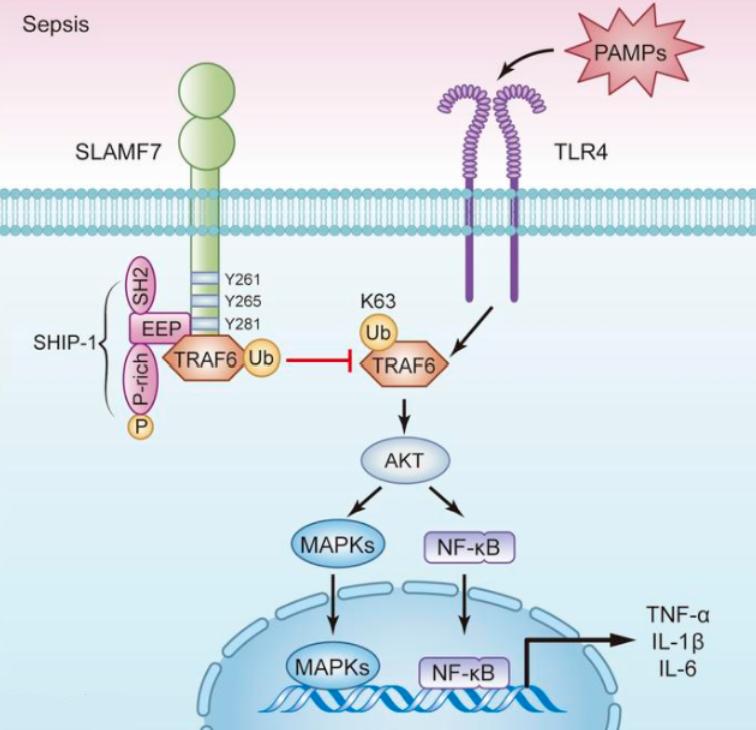 SLAMF7/CD319:连接固有免疫与适应性免疫的多功能活化受体