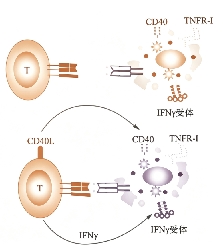 Th1细胞极化：从分子机制到体外诱导的标准化策略