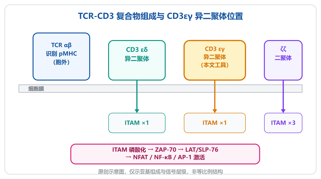 CD3 复合物与 T 细胞激活:从 ITAM 磷酸化到 TCE 设计基础