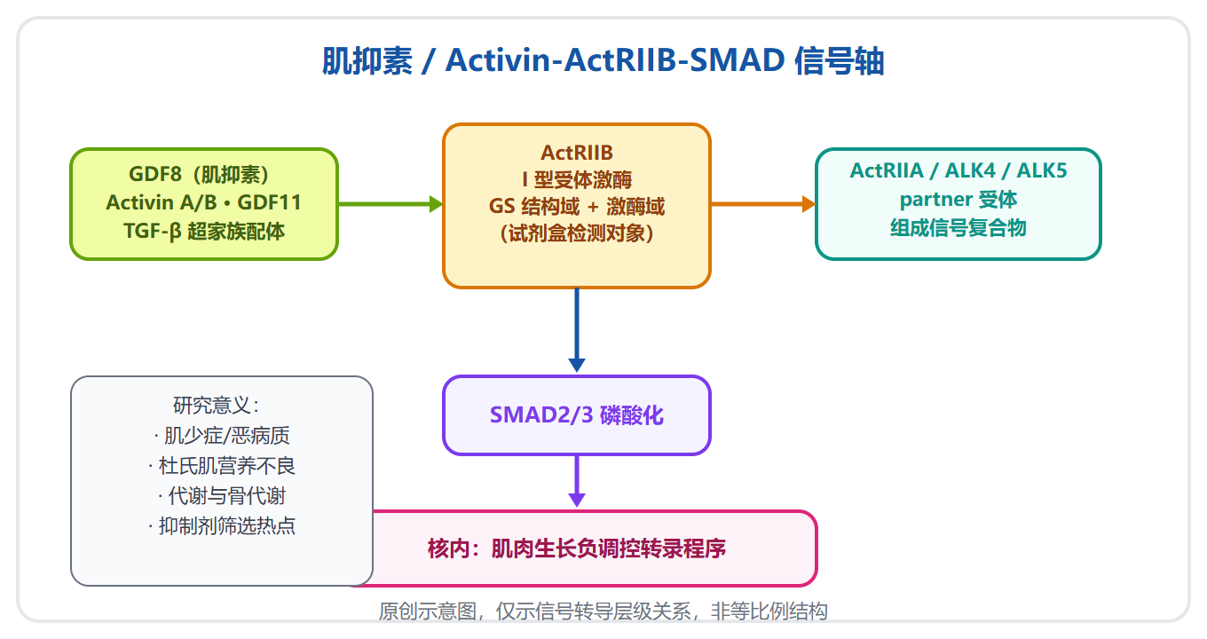ActRIIB：肌肉生长的负调控开关与研究全景