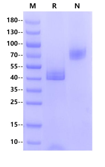 CD3εγ 异二聚体结合实验:从包被方向到判读口径