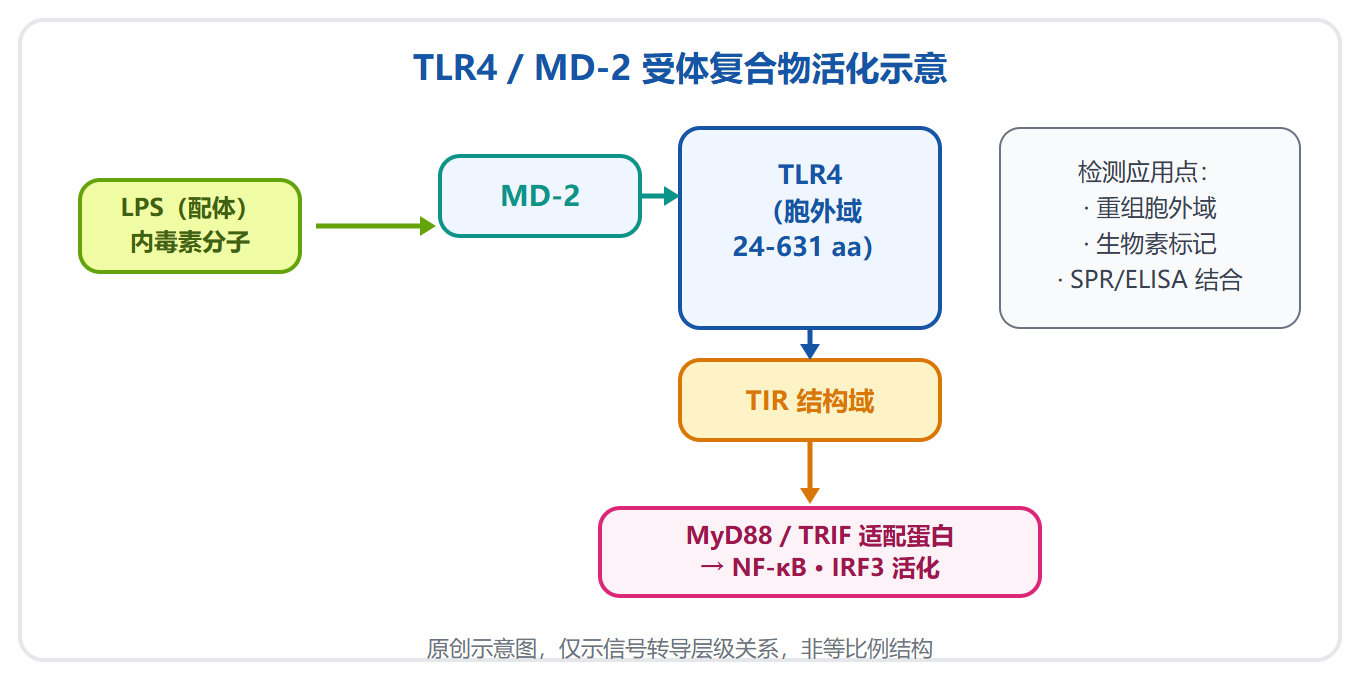 TLR4：天然免疫的第一哨兵，为何成为免疫药物必争靶点