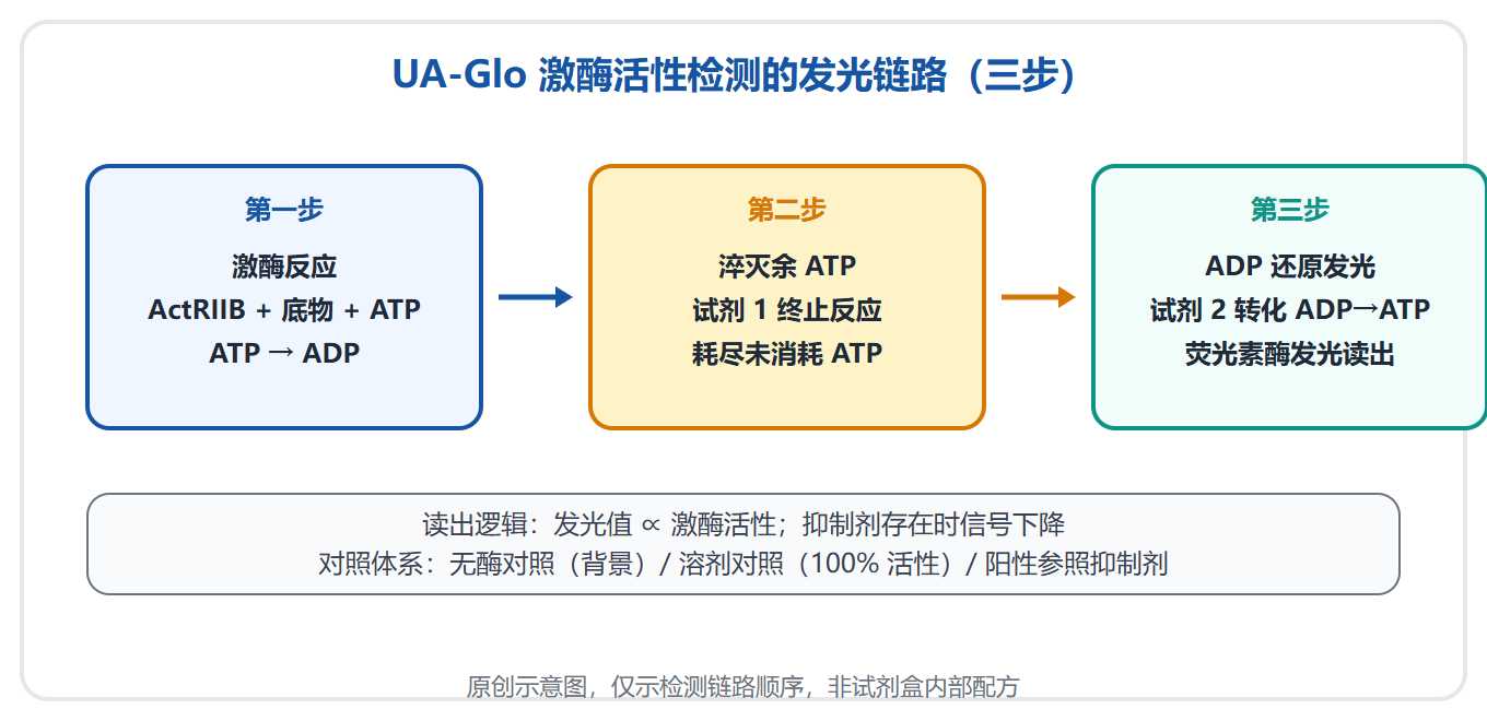 ActRIIB 抑制剂筛选：熄灭一盏肌肉的刹车灯