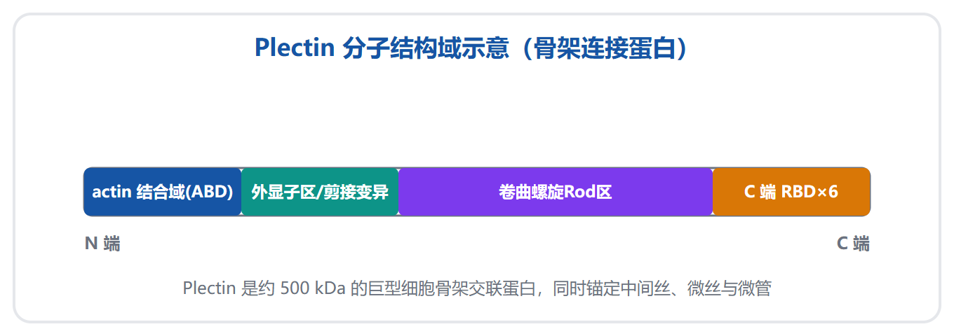 Plectin:细胞骨架交联网络的结构基础与研究全景