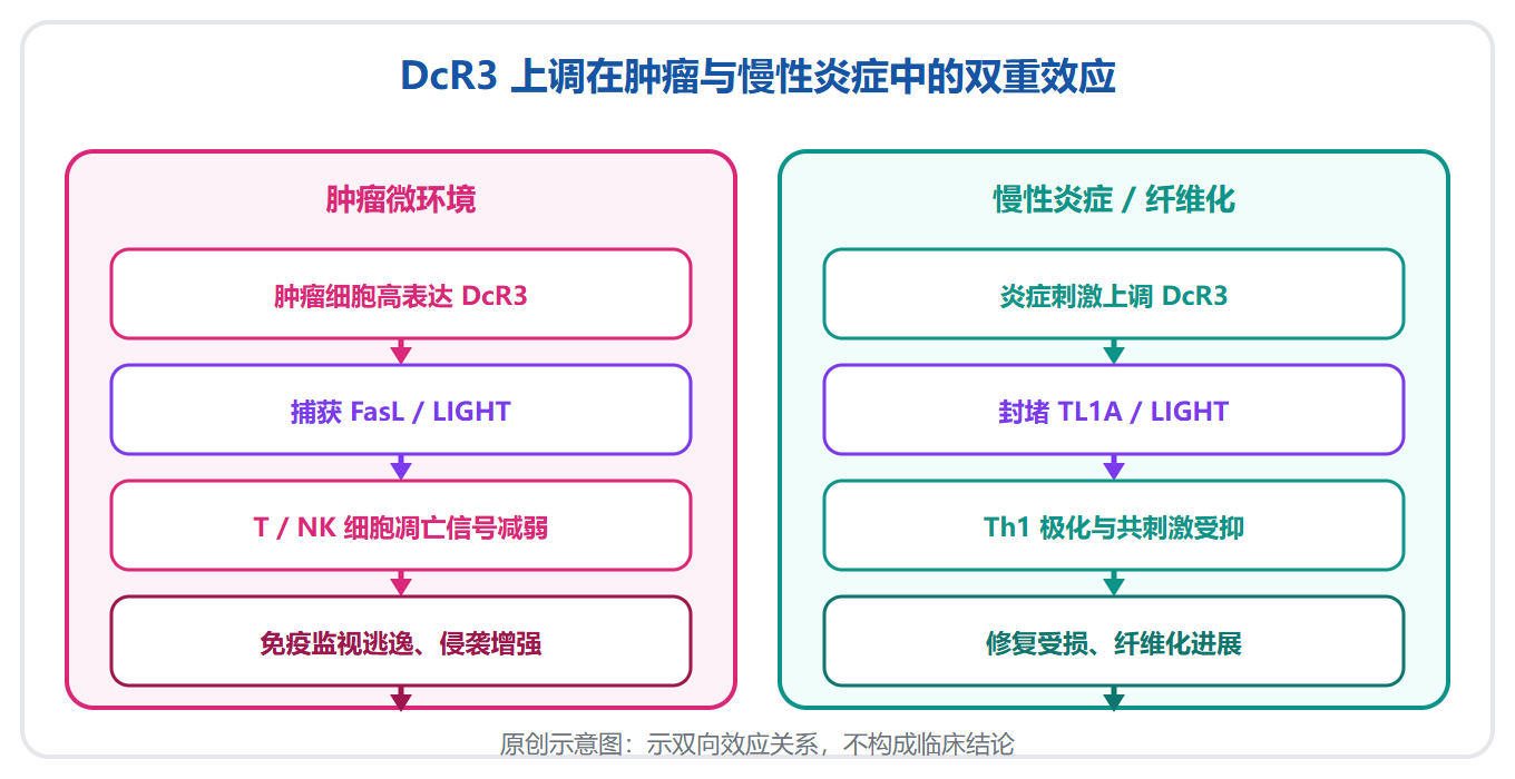 DcR3：从肿瘤免疫逃逸推手到炎症刹车，双面靶点的转化前景