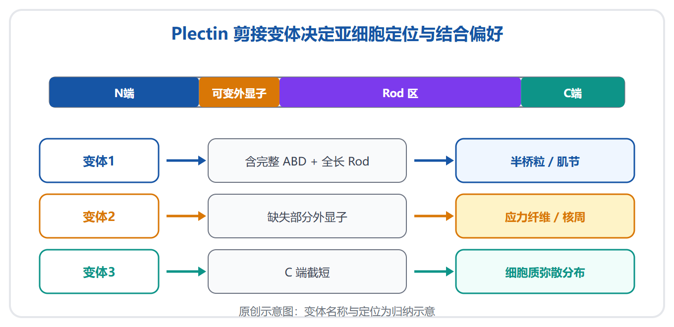 人源 Plectin 研究工具:剪接变体、定位与抗体的对齐方法