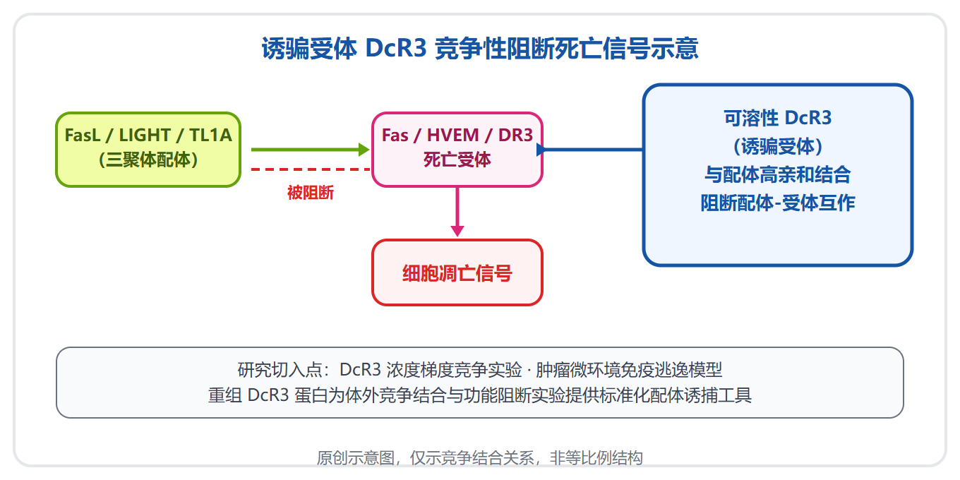免疫系统的假钥匙：DcR3 拦截三条死亡信号的全过程