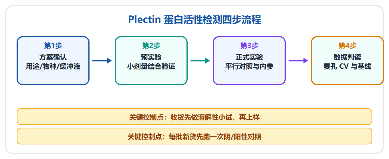 Plectin 体外结合研究工具：从缓冲液到对照的实操指南