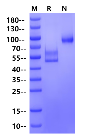 CD3εδ 异二聚体：TCR 复合物信号模块的结构与研究全景