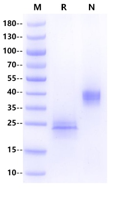 CD3εγ 异二聚体：TCR 信号模块的结构与生物素标记研究全景