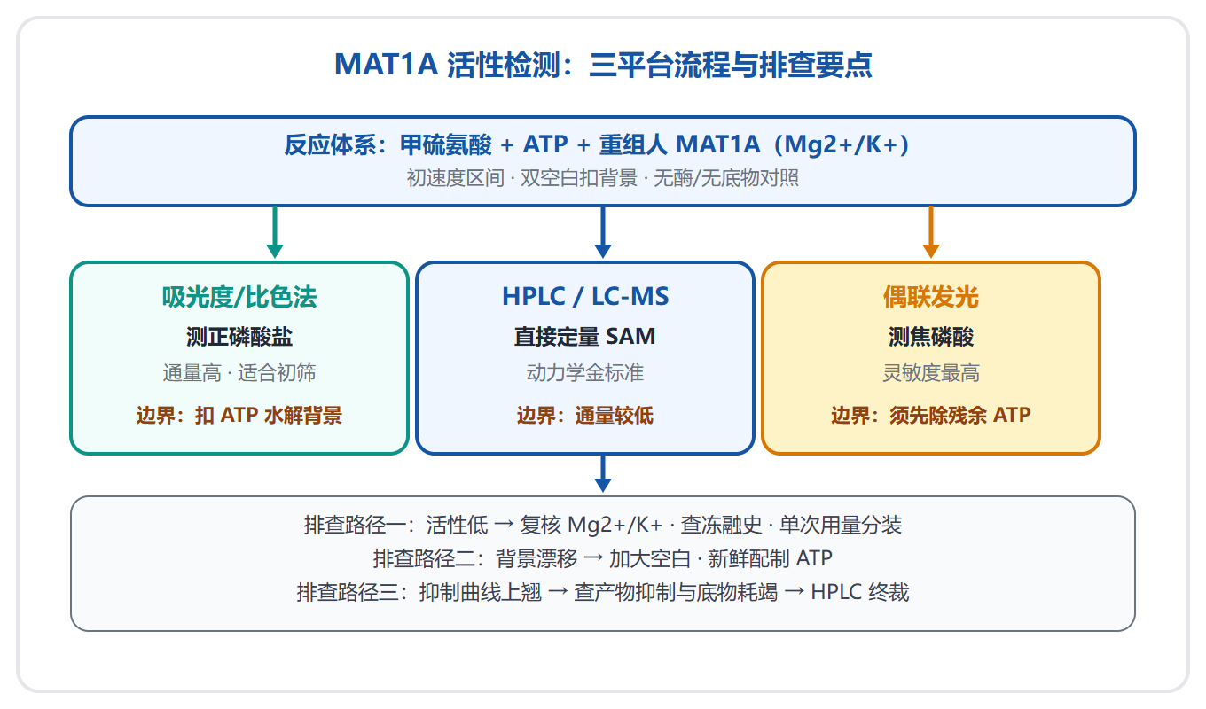 MAT1A 活性检测工具:酶反应体系、平台选择与数据判读