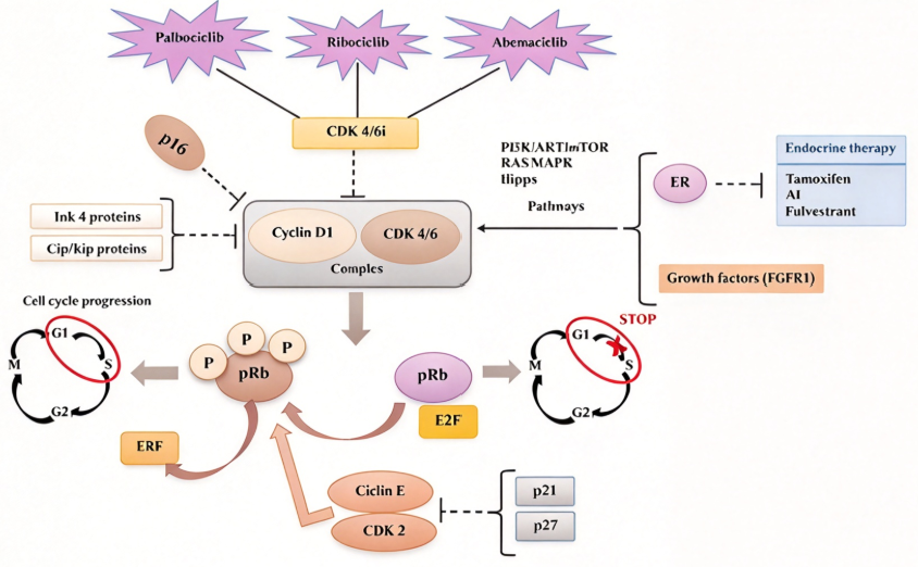 CDK4/CRBN PROTAC结合检测试剂盒:细胞周期激酶靶向降解的核心评价工具