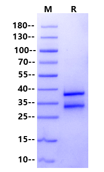 CD8αβ 共受体:分子机制、MHC-I 识别与 T 细胞免疫研究综述