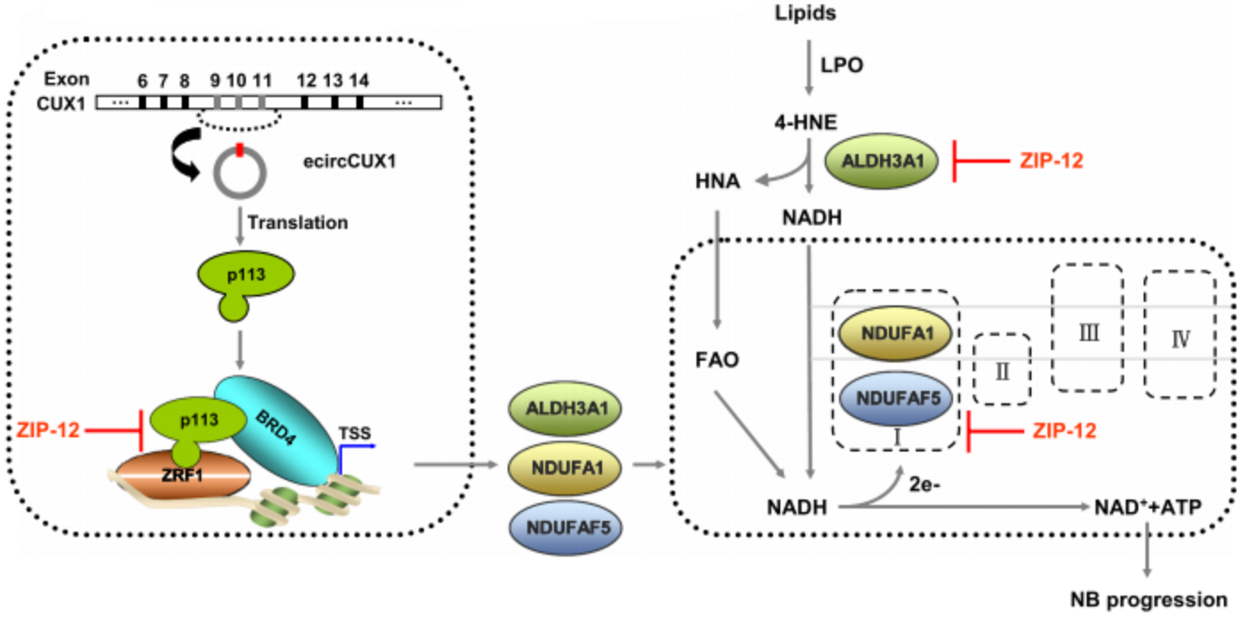 BRD4(BD1)/H4结合检测试剂盒:从TR-FRET原理到小分子抑制剂高通量筛选