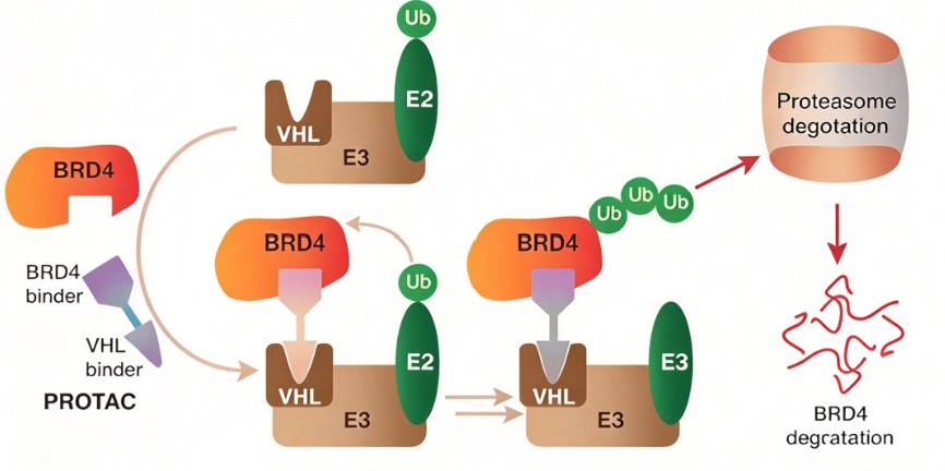 BRD4(BD2)/H4结合检测试剂盒:从TR-FRET原理到亚型选择性抑制剂筛选