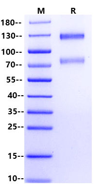 IGF1R/CD221：受体酪氨酸激酶的结构、α₂β₂ 装配与肿瘤研究全景