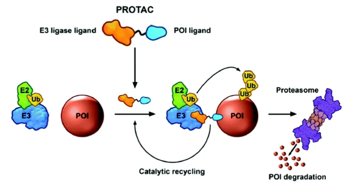 PROTAC降解剂研发:从靶标选择性到组织特异性的核心技术进展