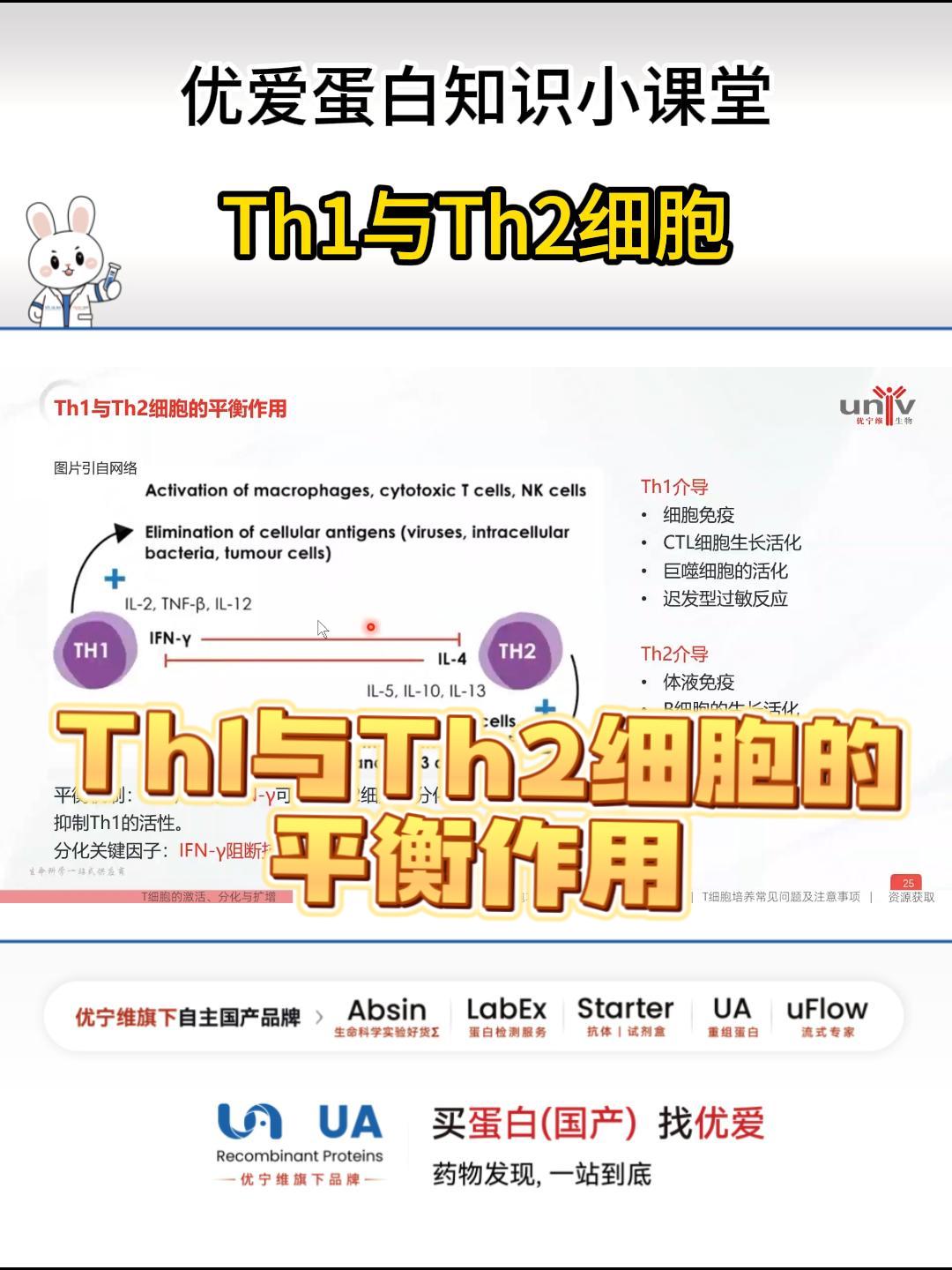 th1与Th2细胞