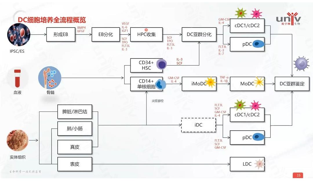 DC细胞分化扩增workflow 