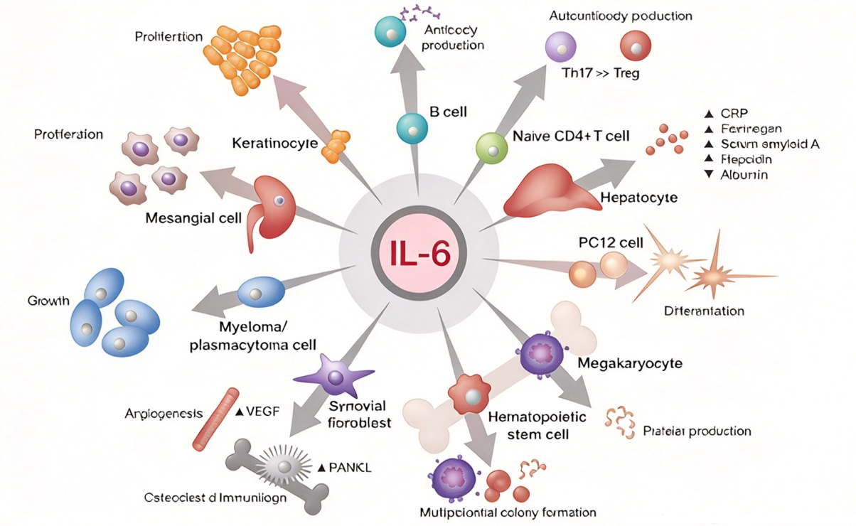IL-6重组蛋白：炎症调控网络中的多效性细胞因子与临床标志物