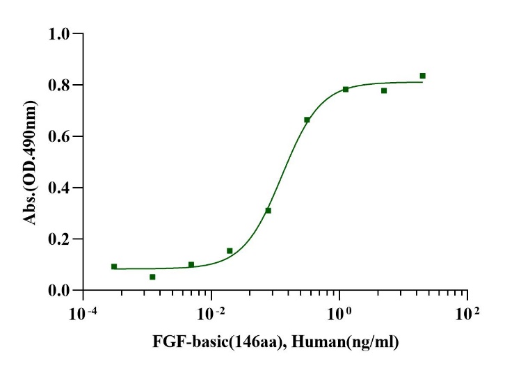 FGF-basic蛋白是什么？bFGF(FGF-2)生物学原理、受体通路与干细胞培养应用