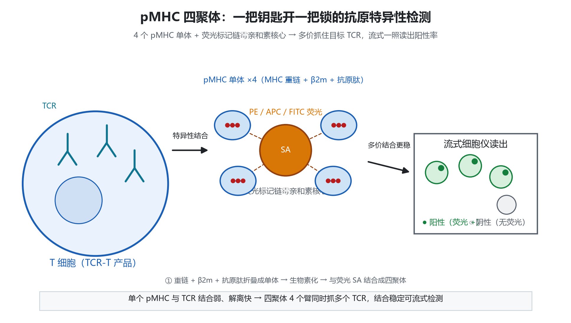 TCR-T阳性率检测,四聚体是怎么帮上忙的? TCR-T阳性率检测,四聚体是怎么帮上忙的?