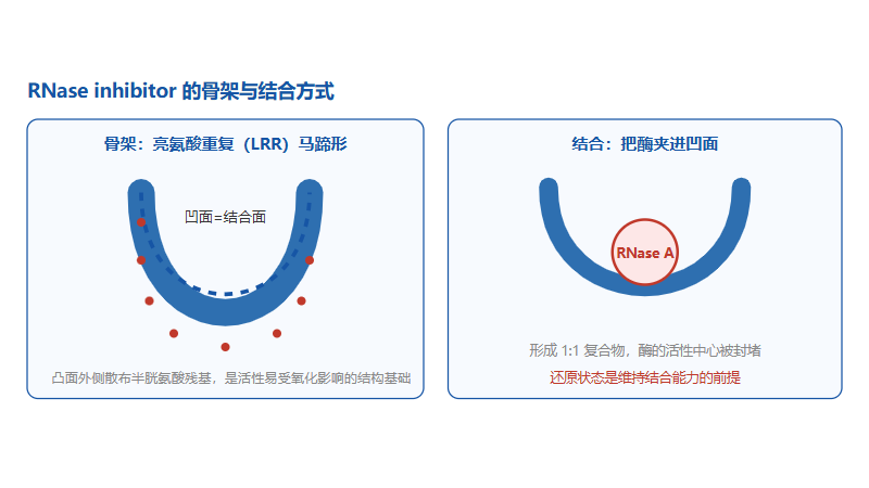 重组人murine rnase inhibitor蛋白：这个被称为「RNA 保镖」的分子，是怎么工作的？
