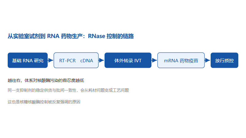 重组人murine rnase inhibitor蛋白：从实验室耗材到 mRNA 生产的质控环节