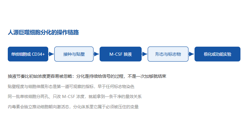 重组人m-csf蛋白：巨噬细胞分化批次间总漂移，问题一般出在哪几步？