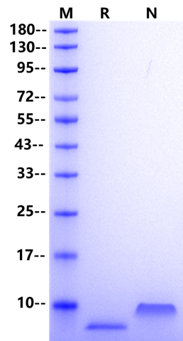 重组人MIP-3α/CCL20蛋白是什么?MIP-3α/CCL20靶点蛋白与CCR6通路怎么用?|MIP-3α/CCL20 Protein, Human