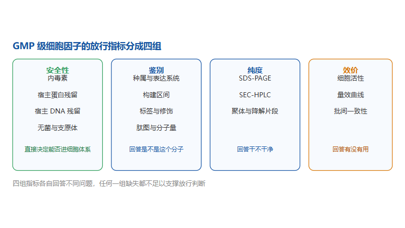 重组人m-csf蛋白：从科研级走到 GMP 级，中间隔着哪几道门？