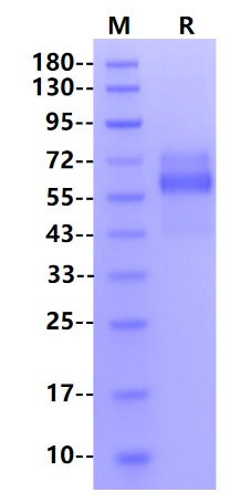 重组人hrsva pre-fusion glycoprotein f0蛋白：构象锁定这一步，怎么改写 RSV 的产品格局？