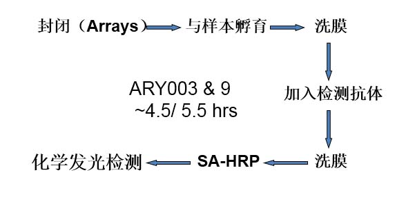 Proteome Profiler Human XL Cytokine Array Kit ARY022B: R&D Systems